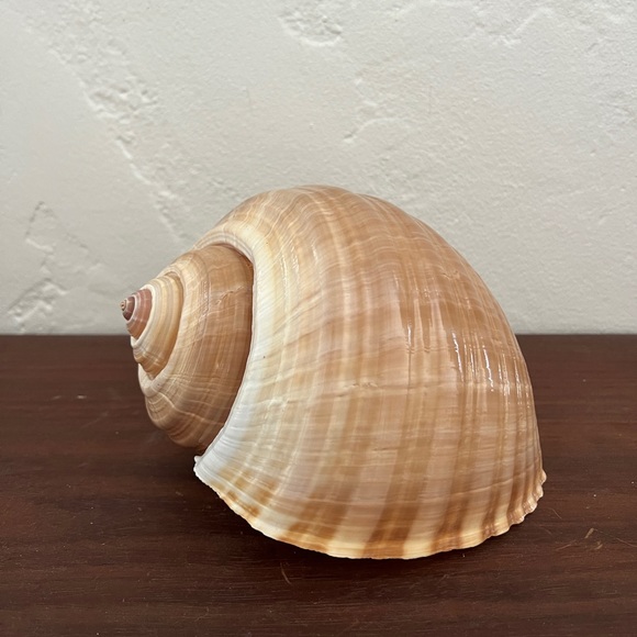 Large Turban Sea Shell Giant Tonna Cepa shell beach nautilus nautical decor - Picture 6 of 12